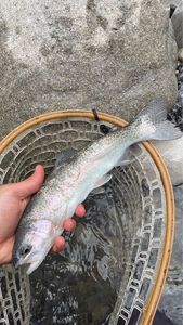 Rainbow Trout