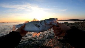 European Bass (Seabass)