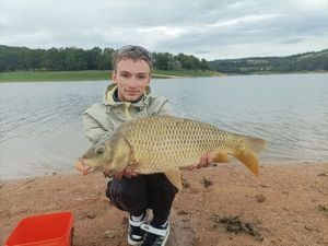 Common Carp