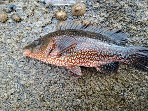 Ballan Wrasse