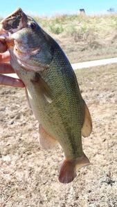 Largemouth Bass