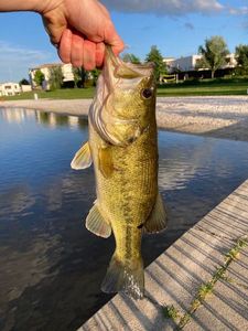 Largemouth Bass