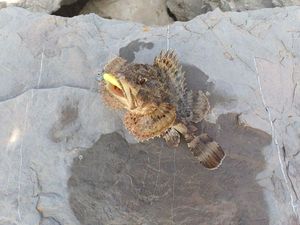 Brown Scorpionfish