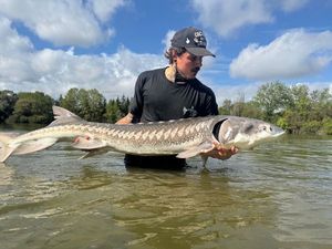 Sturgeon