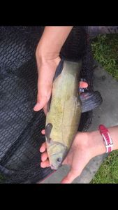 Tench