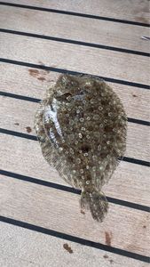 Turbot