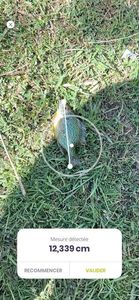 Green Sunfish