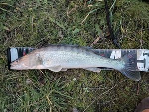 Zander