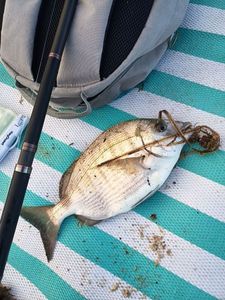 White Seabream