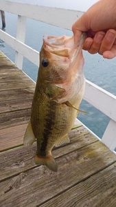 Largemouth Bass