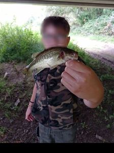 Largemouth Bass