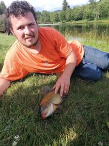 Common Bream