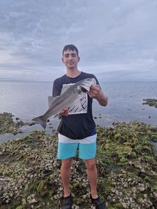 European Bass (Seabass)