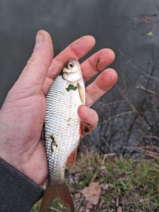 Roach