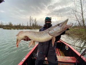 Northern Pike