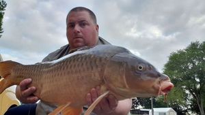 Common Carp