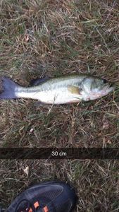Largemouth Bass
