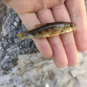 Gudgeon