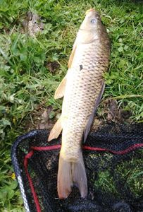 Common Carp
