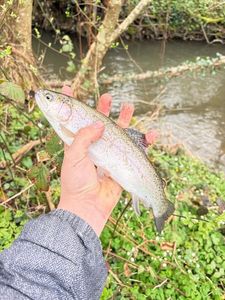 Rainbow Trout