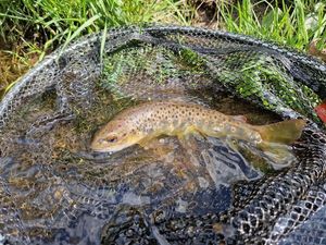 Brown Trout