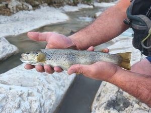 Brown Trout