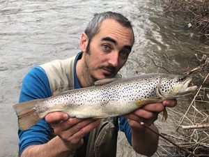 Brown Trout