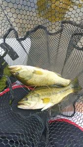 Largemouth Bass
