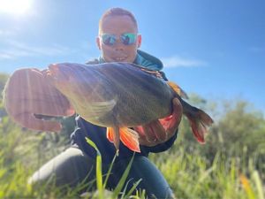 European Perch