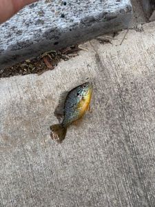 Green Sunfish