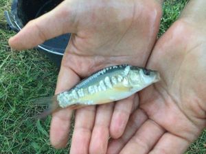 Crucian Carp