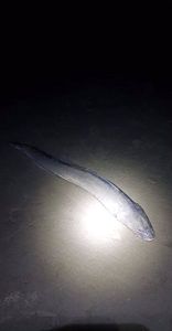 Conger