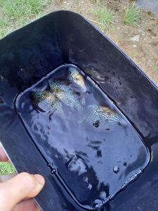 Green Sunfish