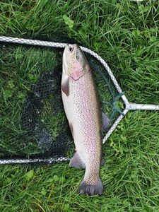 Rainbow Trout