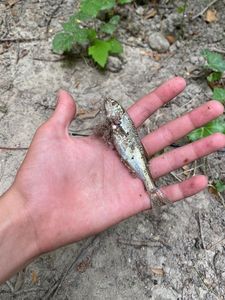 Common Minnow