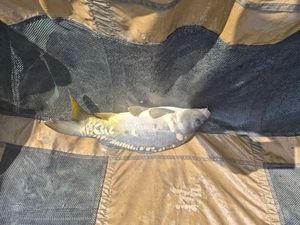 Mirror Carp