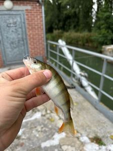 European Perch