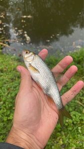 Roach