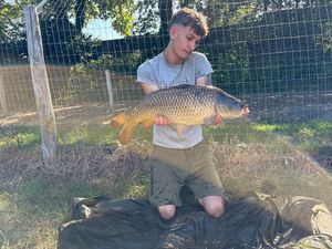 Common Carp