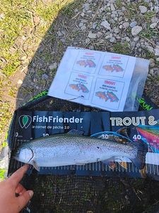 Rainbow Trout