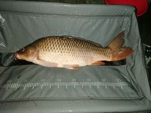 Common Carp