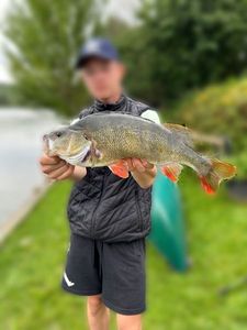 European Perch