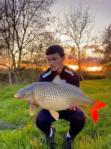 Common Carp