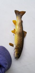 Brown Trout