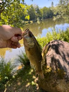 Largemouth Bass