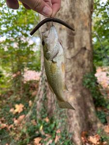Largemouth Bass