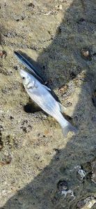 European Bass (Seabass)