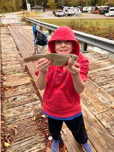 Rainbow Trout