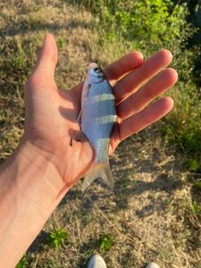 Roach