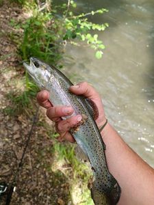 Rainbow Trout